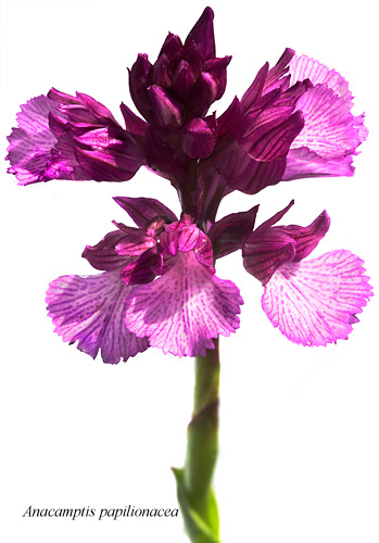 Anacamptis papilionacea